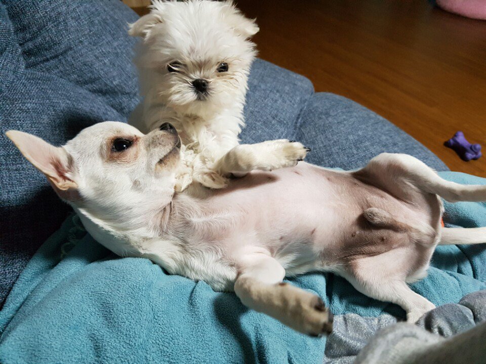 kshMzz's tweet photo. 심폐소생술을 배웠습니당!! https://t.co/vKHUwxNqNr