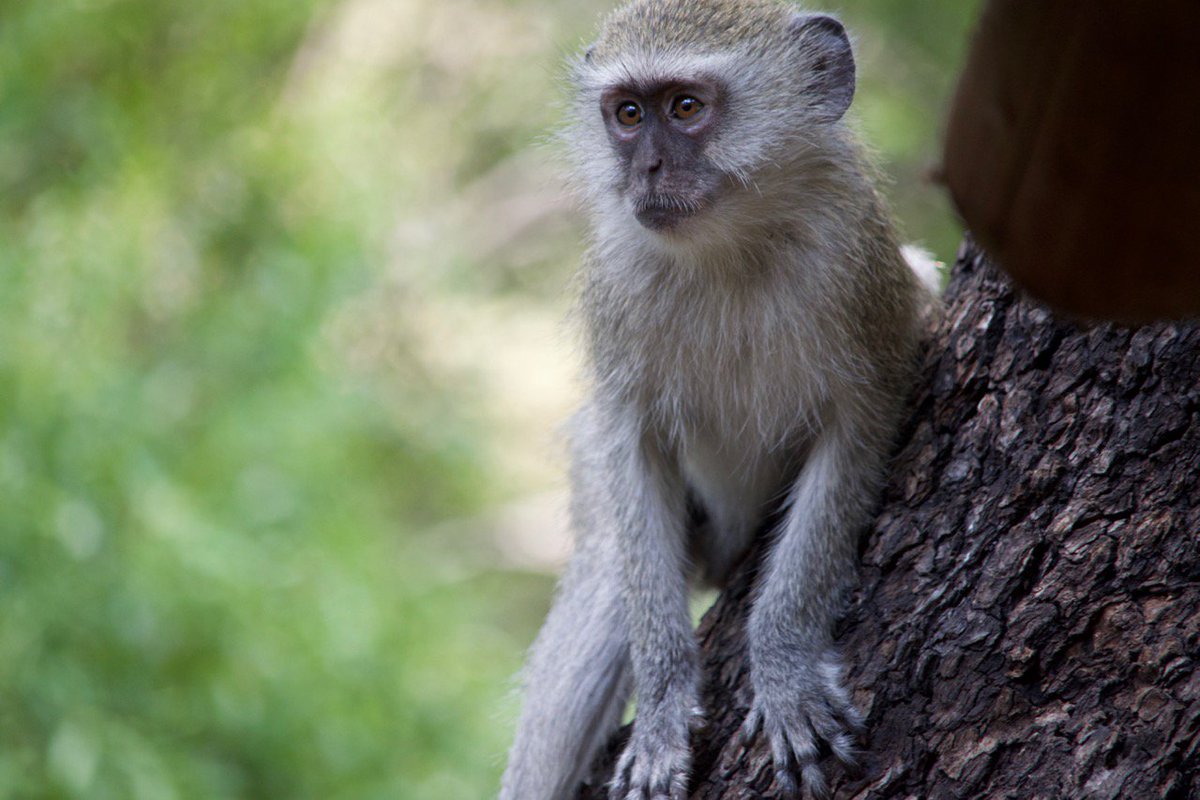 RidingSafaris's tweet photo. A troop of vervet monkey annoying our groundsman by walking on his freshly raked pathways #SignsTheyDontWantYouAnymore #FridayFeeling #ape https://t.co/2bhWfqnL2U