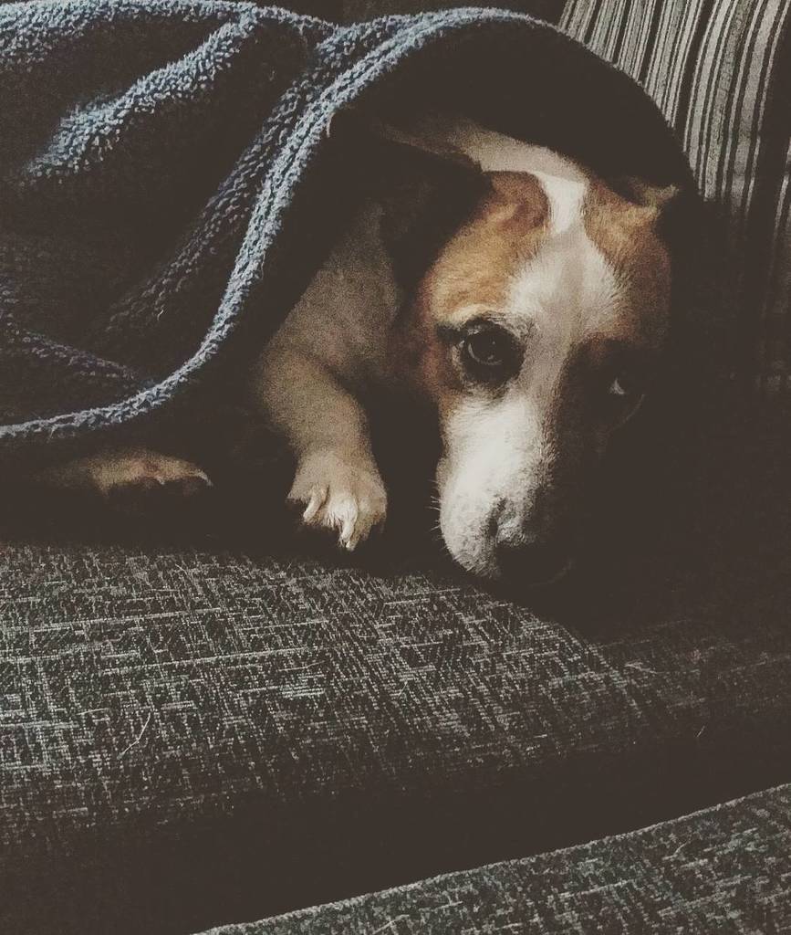 niightiingaleee's tweet photo. All snuggled up on the sofa with this one... 🐕💜 #fridaynightin https://t.co/v2WRFB8jkG https://t.co/KBDiktMAaP