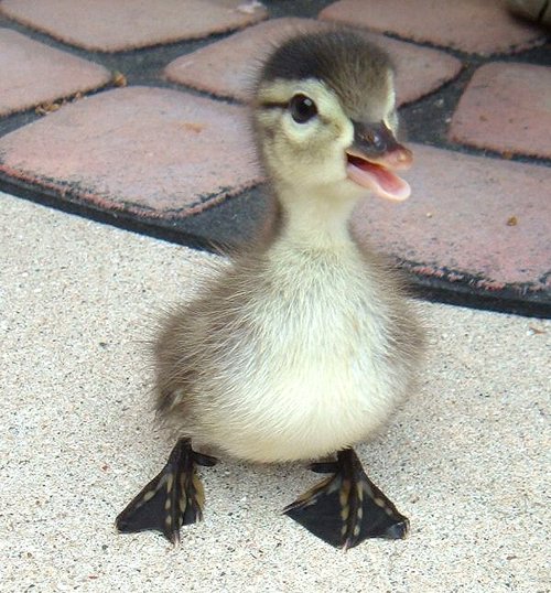 CuteAnimals724's tweet photo. #aww #cute #animals Baby Duck
Source: https://t.co/zMXnGnlCwu https://t.co/95uTSAxFr5