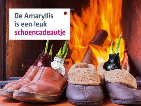 Tip voor in de schoen : De Amaryllis #cadeautip