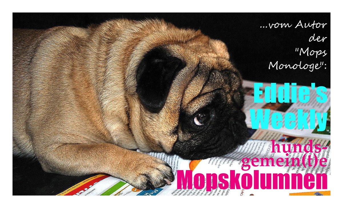 EddieMops's tweet photo. Und hier kommt meine neue, lustige Mopskolumne! :-) Heute: "Meine Freundin, die Bully-Räuberbraut" - viel Spaß! ;-) https://t.co/XOdbcFksNS https://t.co/dQdx4gxIaZ