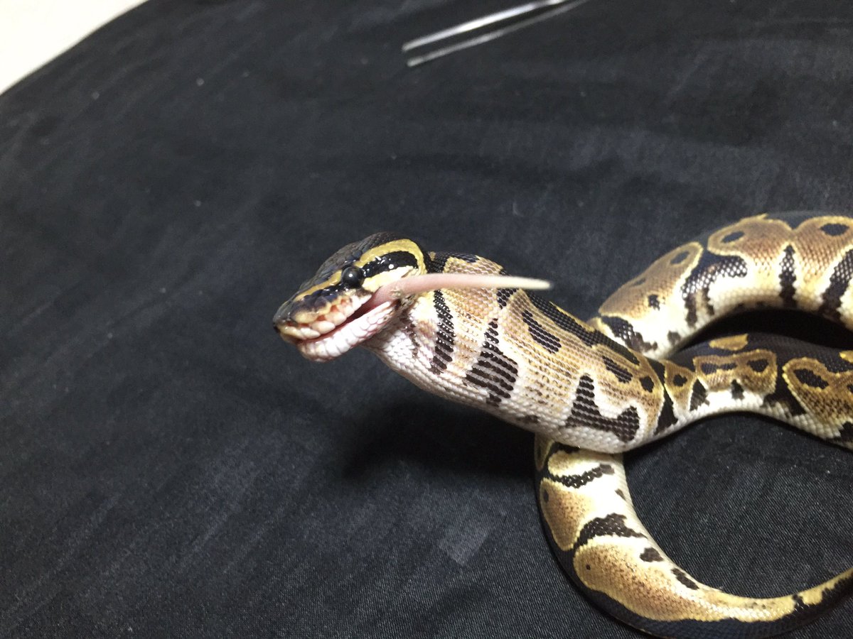 鰐 Wani ボールパイソンの餌のサイズは胴体の太さの一回り小さいくらいが良い って聞いたから与える餌のサイズ一回り大きくしてみた こんな大きいの食べれるのか と思ったけどさすが蛇 食べれるのね