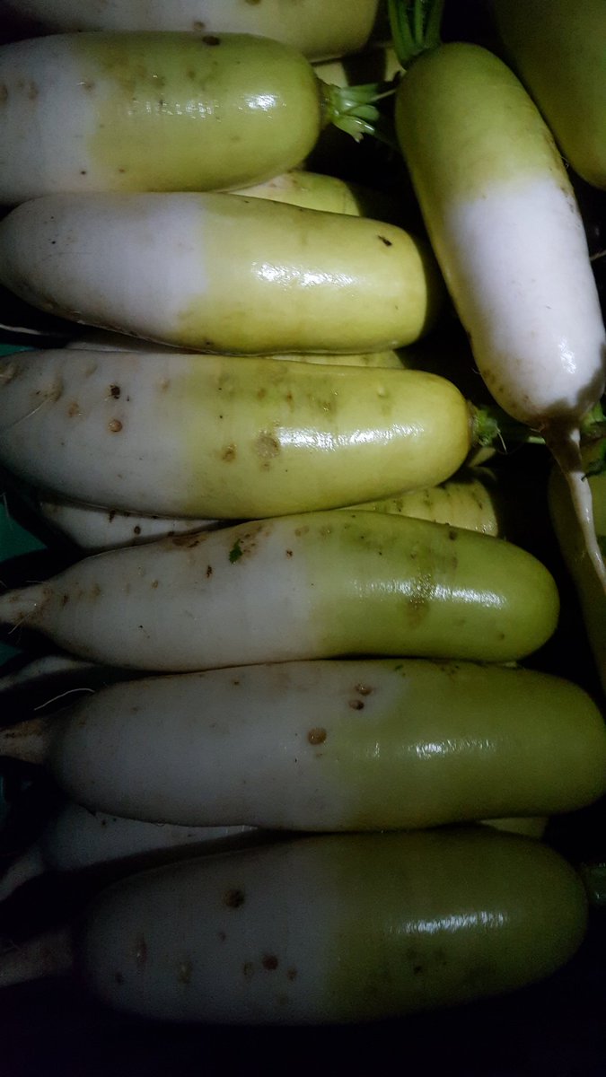 Growing Wild (@namayasai_farm) on Twitter photo #daikon harvested before dawn and now with <a href="/MotherBhumi/">WhamBam-Mother Bhumi</a> in #Lewes after -5 degrees outside at #Namayasai #Naturalagriculture #daikon harvested before dawn and now with <a href="/MotherBhumi/">WhamBam-Mother Bhumi</a> in #Lewes after -5 degrees outside at #Namayasai #Naturalagriculture