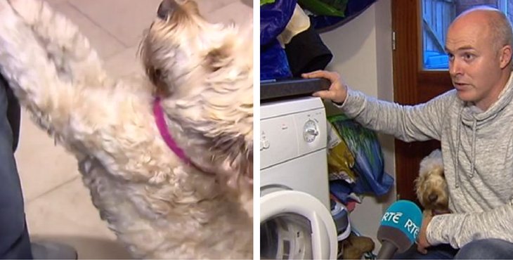 This Brave Dog Saved A Little Boy Emprisoned In A Clothes Dryer holidogtimes.com/this-brave-dog…