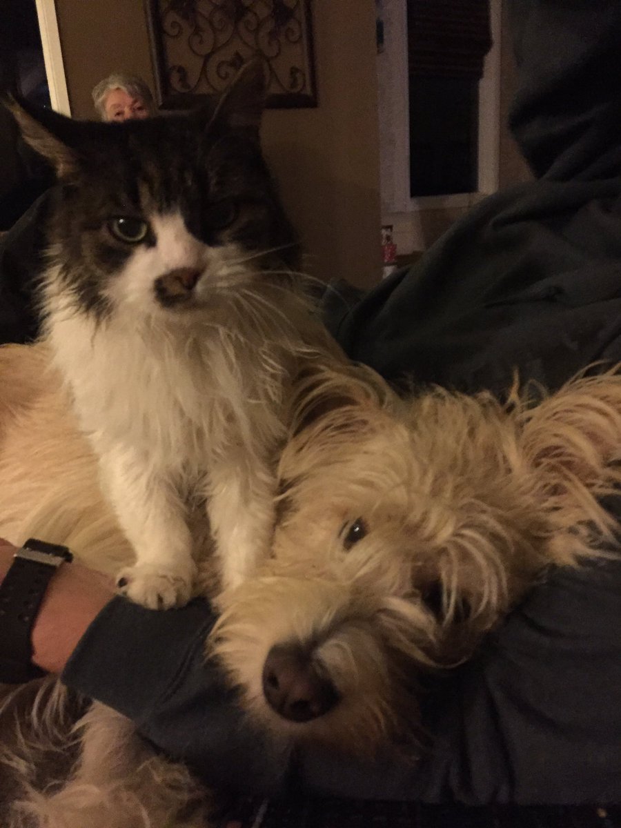 6toejoe2016's tweet photo. This cat LOVES me a bit too much! #awkward #catclinger #notmytype https://t.co/xW5l27Tgwq