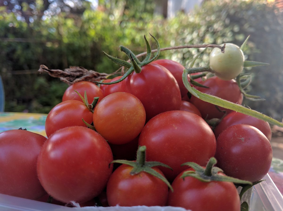 roberta_fazio's tweet photo. Little Tomato! Now for my garden in #dicember ! I love it. Wonderful #Sicily #ericedoc https://t.co/thZ0xw7ABZ