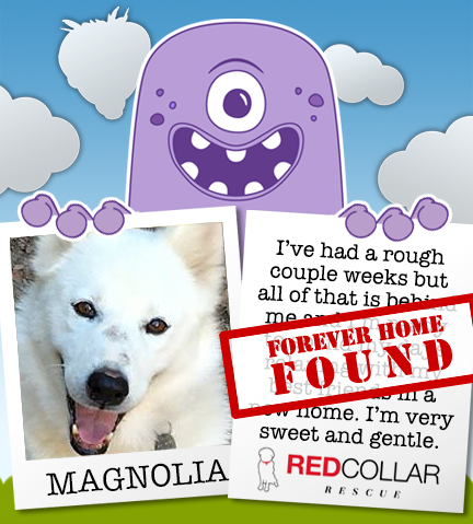 Great news. RED Collar Rescue's Magnolia has found a forever home!