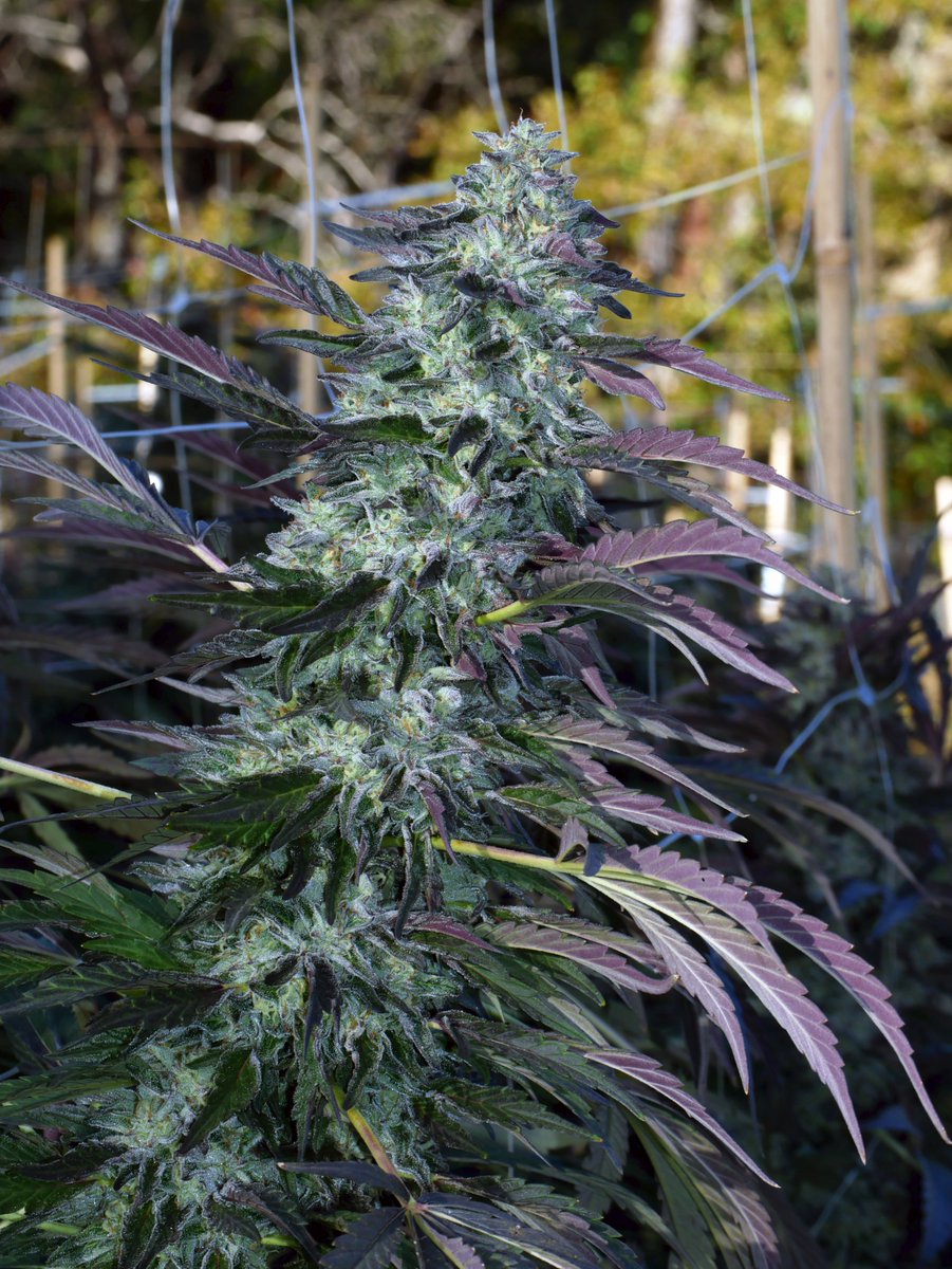 Feature: Rebel Cookies. Our improvement on the classic GSC clone. Lineage: GSC X [GSC X (Double OG Sour X Starfighter)] (BX). #rebelgrown