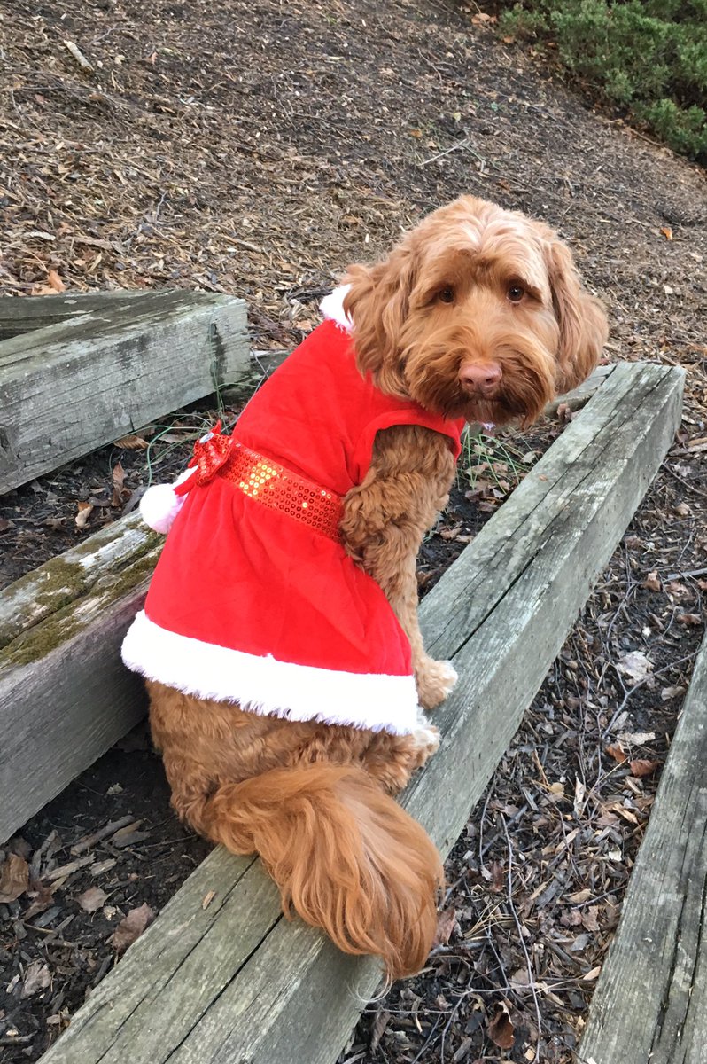 RACk_city4's tweet photo. my dog is cuter than you https://t.co/v1a2hQnzD0