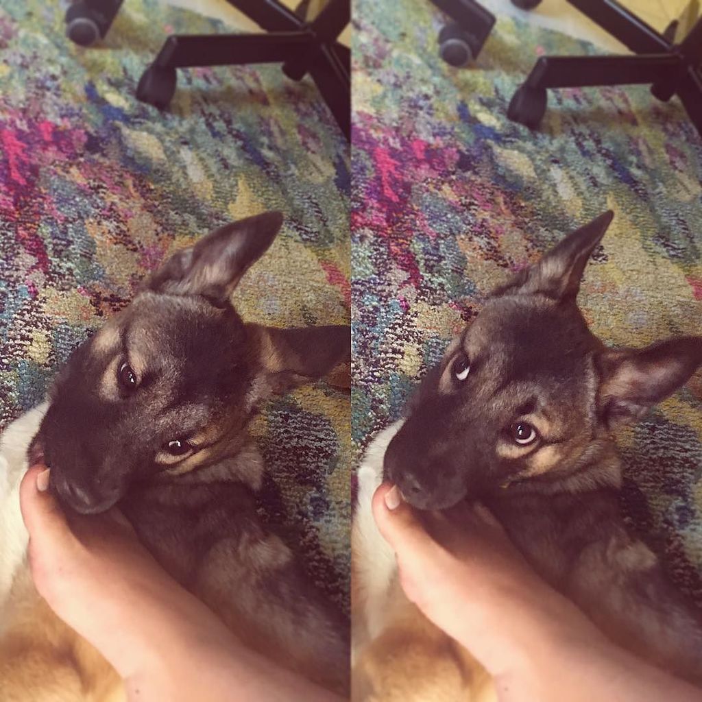 CarJChrisman's tweet image. he bite me foot 😳
#jindo #jindodog #dog #puppy ift.tt/2gPE0by