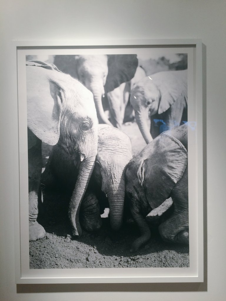 VanichiMagazine's tweet photo. Last nite: #renderloyalty 📷 exhibit by #ktmerry. discover art w meaning. stop extinction of our beloved elephants 🐘❤ w @doitinpublic https://t.co/vwTKkTzzE9