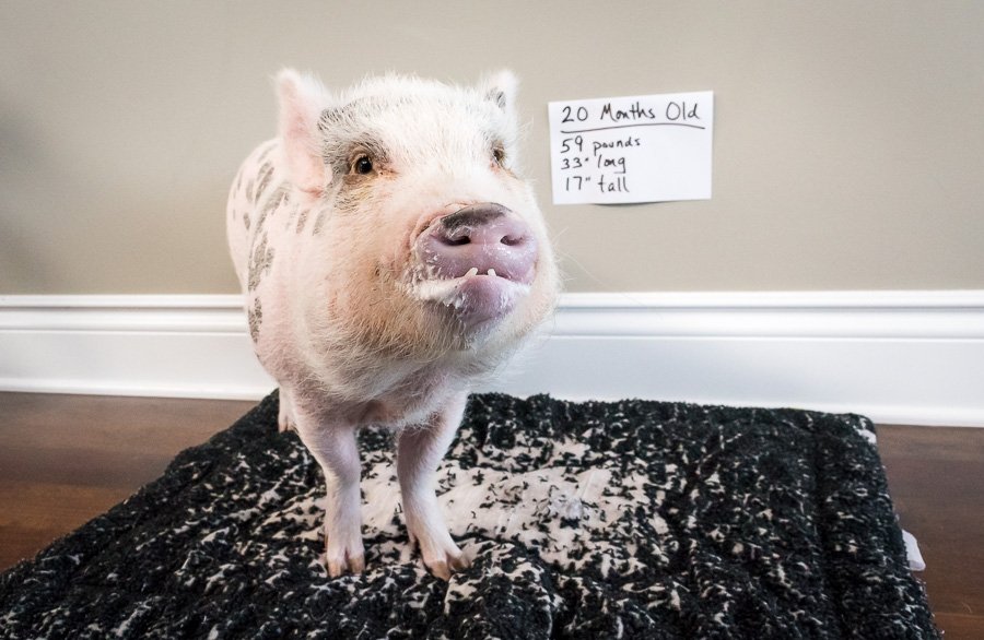 MiniPigOscar's tweet photo. It's time for my 20 month weigh in, and I'm definitely still growing! https://t.co/0Tq2qlEBHi #bigboy #moretolove #minipig #growingup https://t.co/ErSToJpgV2