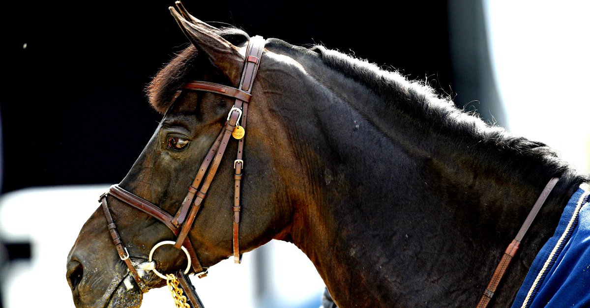 #salonducheval Ne ratez pas l'As Poney Elite, dès 11h30 en direct gratuit sur Equidia.fr ! ► equid.la/2fYRyRm