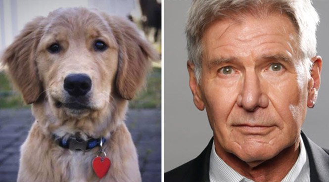 FunAnimalVideo5's tweet image. Lookalikes! #HarrisonFord #Lab #Labs #StarWars #Doppelganger #Doppelgangers #Funny #LOL #Celebrity #Celebrities
FunAnimalVideos.com