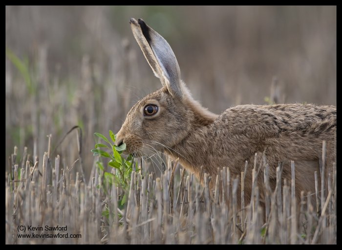 Feeding time. A brown hare feeds in a #suffolk stubble field <a href="/UK_Nature/">UK Nature</a> <a href="/iNatureUK/">iNatureUK</a> <a href="/HPT_Official/">HPT Hare Preservation Trust</a> @BBCCountryfile #wildlife