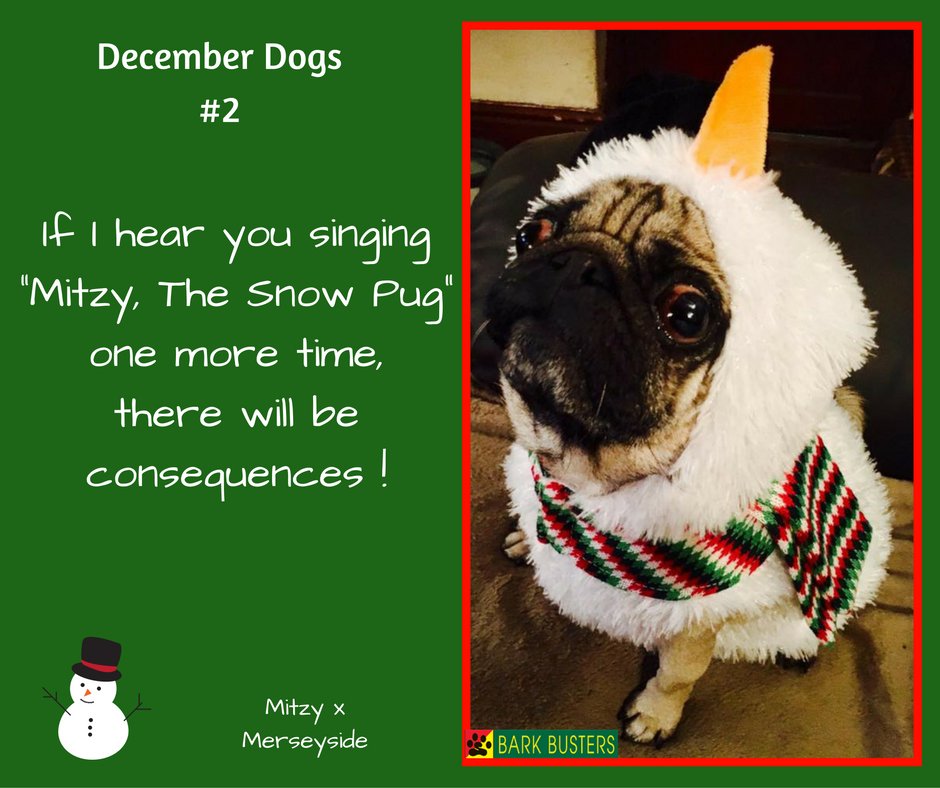BarkBustersUK's tweet image. December Dogs #2
Mitzy is not impressed! 
#Dogs #DogTraining #DecemberDogs