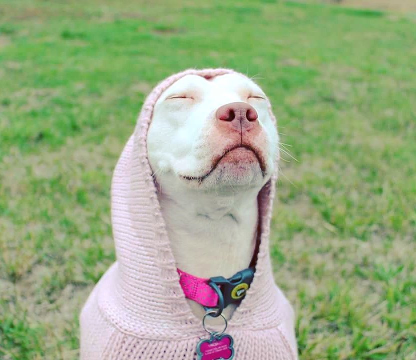 CuteAnimals724's tweet photo. #aww #cute #animals My little deaf girl enjoying the last of the winter sun ♡
Source: https://t.co/ghFDz6aOjb https://t.co/goyh3K710Y