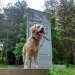 SoSoCuteDogs's tweet photo. Revolution is my name - Cute dog, Doggie ! - https://t.co/zDljajzAsN #dog #dogs https://t.co/oKs0bJtK3z