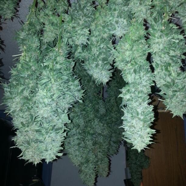 Terpinator's tweet photo. Do you have #ThatFridayFeeling? We do!! #Terpinator #Terps #Cannabis #cannabidiol #GettingFunkyOnAFriday! https://t.co/prXzh4yUUU