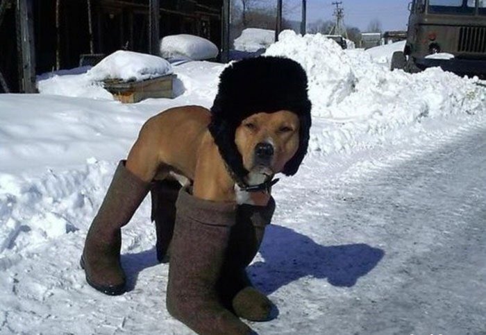 vdaspbru's tweet image. К Русской Зиме Готов!☃️❄️🌨 Всем отличного начала выходных! 🍻🍷🍣🍱🍜зима #пятница #прикол #выходные #авто #юмор #собаки