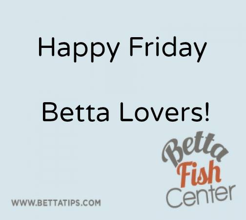 BettaFishCenter's tweet photo. Happy Friday, have a good weekend! https://t.co/0JiVzXdYd5