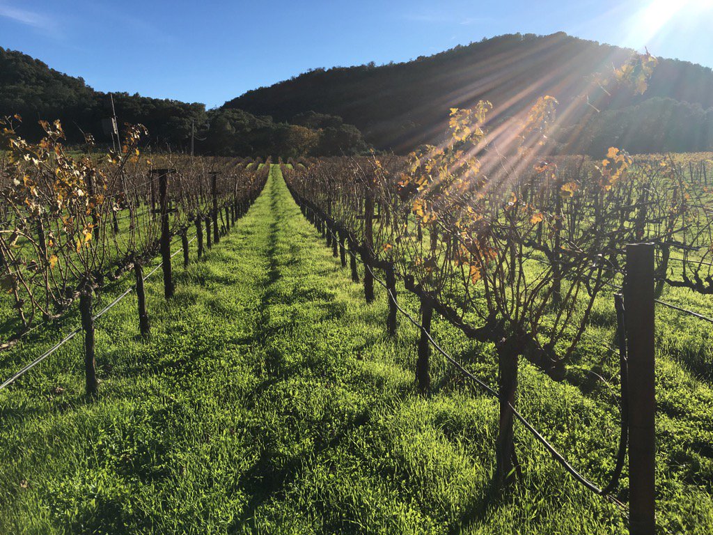 winemarketers's tweet photo. Late one November day, Cabernet in Napa, @Chappellet_wine https://t.co/BWtVlC8Oph