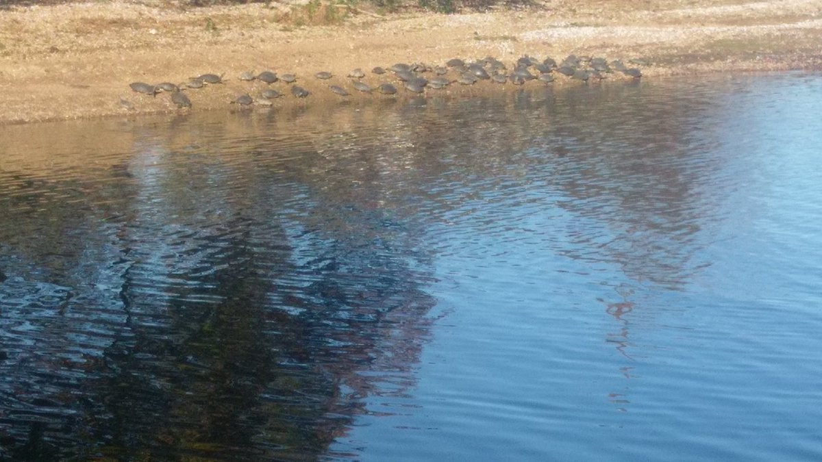 The Turtles in my backyard are loving the sun today.