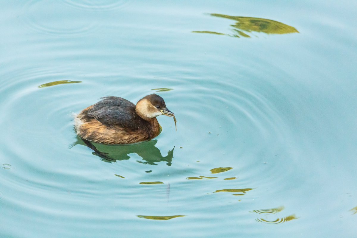 <a href="/HantsIWWildlife/">Hampshire & Isle of Wight Wildlife Trust</a> <a href="/hantsbirdnews/">Hants Bird News</a> @wildlife_uk <a href="/Natures_Voice/">RSPB</a> <a href="/SolentBirds/">Solent Bird Studies</a> Little Grebe swallowing lunch <a href="/titchfieldhaven/">Titchfield Haven NNR- Hampshire County Council</a>