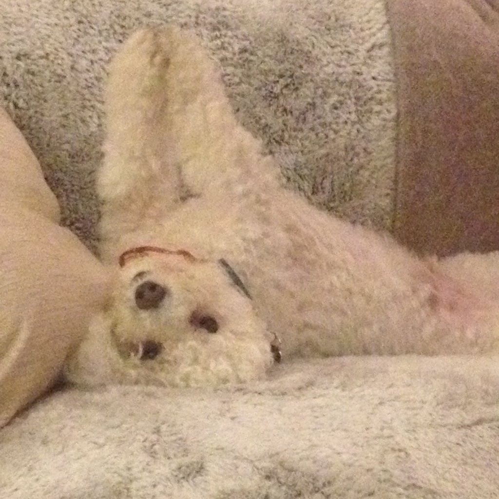 localdragons's tweet image. @mypepeloves Thank fluff it&apos;s Friday! #dragondogs 🐶😃👍🏼