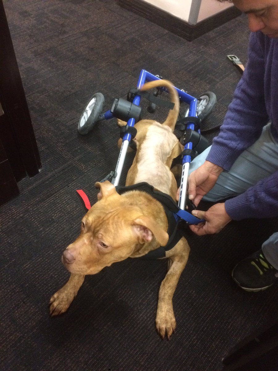 seazlington's tweet photo. Meet SPOT! Because of Mayor Coderre's #BSL bylaw he has to be muzzled at all times! He's a threat to the community @projetmontreal #polmtl https://t.co/f6LtqeoaCN