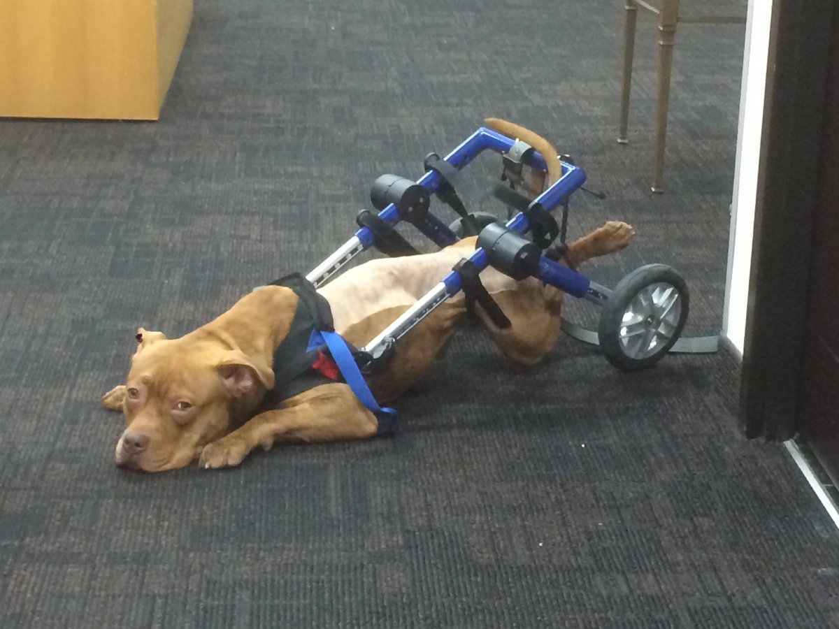 seazlington's tweet photo. Meet SPOT! Because of Mayor Coderre's #BSL bylaw he has to be muzzled at all times! He's a threat to the community @projetmontreal #polmtl https://t.co/f6LtqeoaCN
