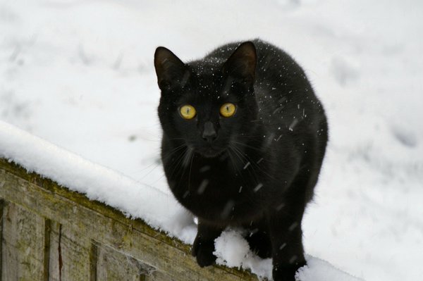 peta's tweet image. Weekend reminder: IT'S COLD OUT. Please keep your animals safe &amp;amp; bring them inside!