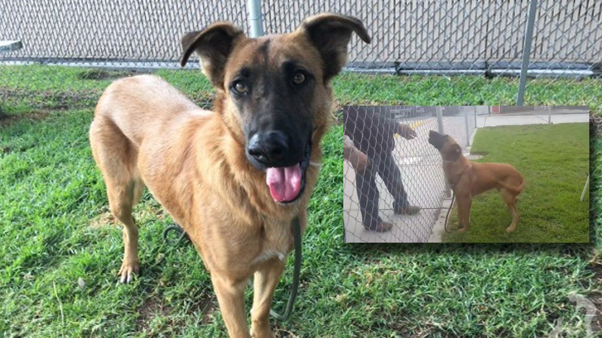 Sad story of abandoned dog to have a happy ending bit.ly/2h3rJRi https://t.co/HolJa2rFhH