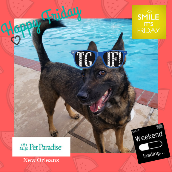 PPRNewOrleans's tweet photo. Roxy and PPRNOLA would like to wish everyone a very Happy Friday!#TGIF,#puppysmiles,#PPRNOLA,#doggiedaycare,#allsmiles https://t.co/GxeDIfZ8vg