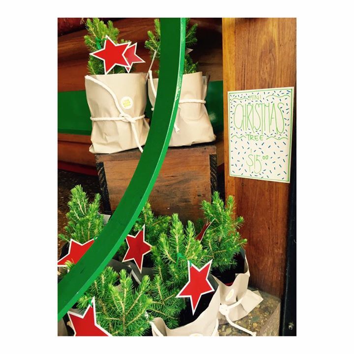 SpringStGrocer's tweet image. 🌲MINI CHRISTMAS TREES🌲 curtesy of our friendly neighbours @theroadstall florist! 

~ $15 ~… ift.tt/1AumeiZ