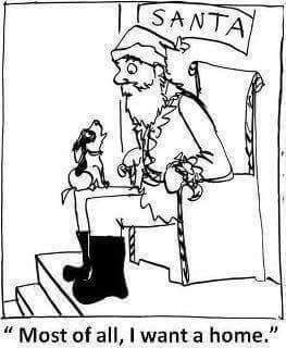 FriendsofRescue's tweet image. Rescue this Christmas!!! #PetsAreForLife #LifetimeCommitment #SaveALife #AdoptDontShop