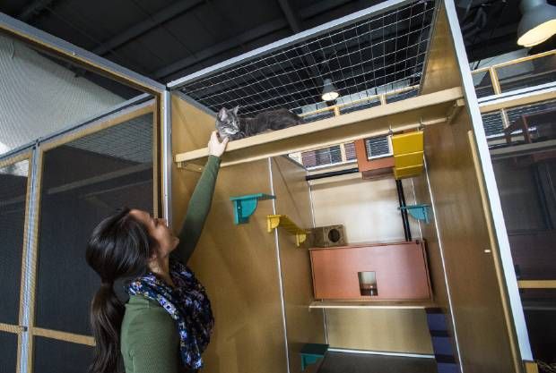 JacksonGalaxy's tweet photo. Stoked that #catification is catching on like this! @hauspanther #TeamCatMojo #CatifyTheWorld https://t.co/Sp0trNegdX https://t.co/cUACtM30yt