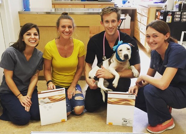 ArthrexVet's tweet photo. We're glad to donate JumpStart bandages to help Dr. Jackson & staff treat Abby's dogfighting wounds. @NaplesHerald https://t.co/HUKlhfJLP5 https://t.co/v4BfennGjx