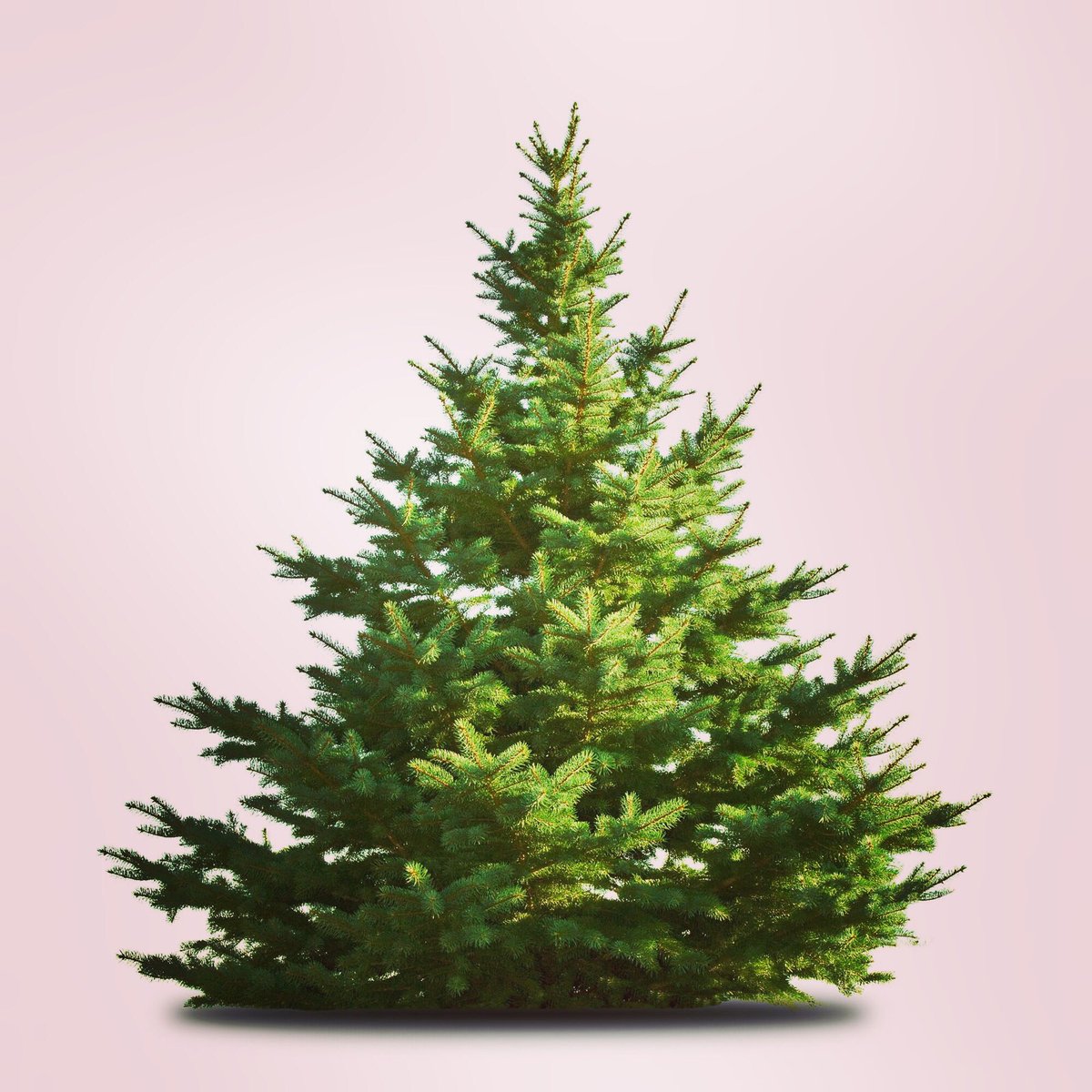 WeAreChurchSD's tweet photo. We are delivering Christmas trees tonight! Let us know if you are interesting in joining us and spreading some Christmas cheer! 🎄 https://t.co/fkRnWAwpxp