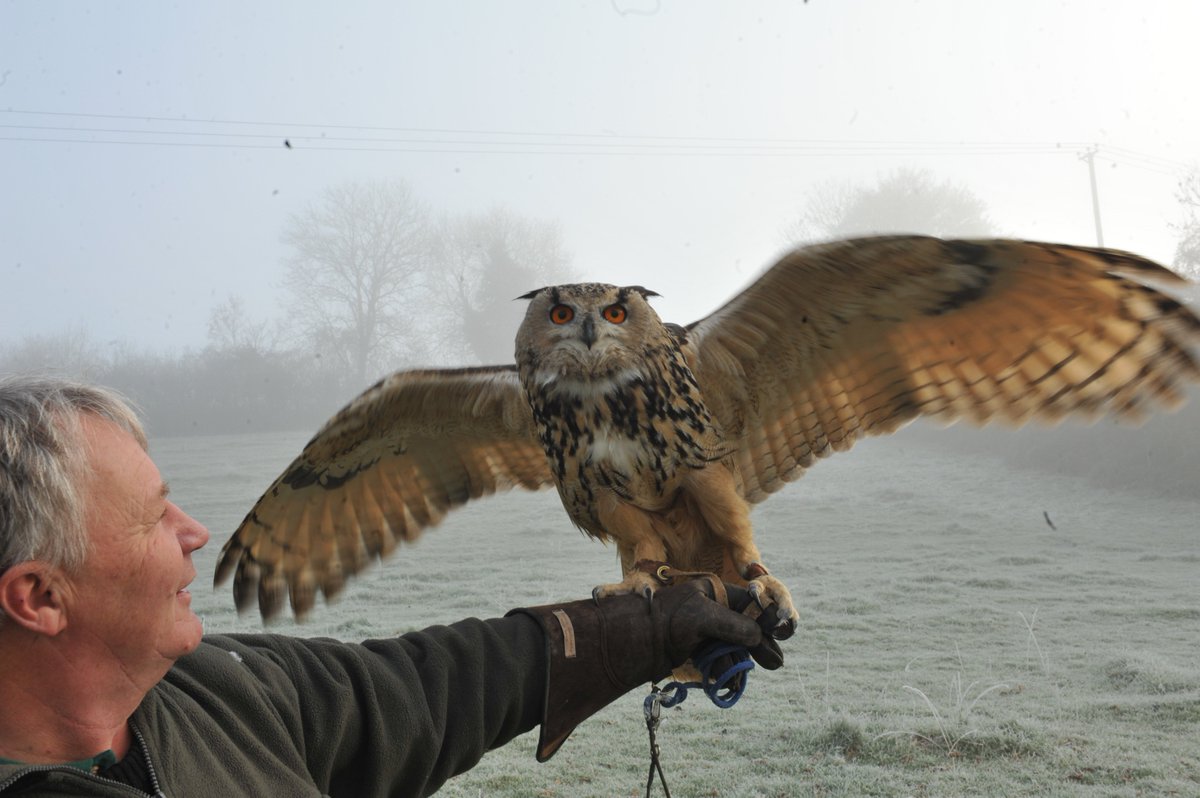 PRFalconry's tweet photo. Going to @colemanortearooms tomorrow with a selection of our #birdsofprey tomorrow. Book a #dayexperience to remember #Christmaspresentideas https://t.co/IJsKjQpULr
