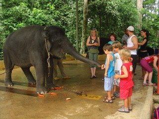 Visit on of our top tourist attractions..The Elephant Conservation Center nre.gov.my/en-my/EcoPark/…