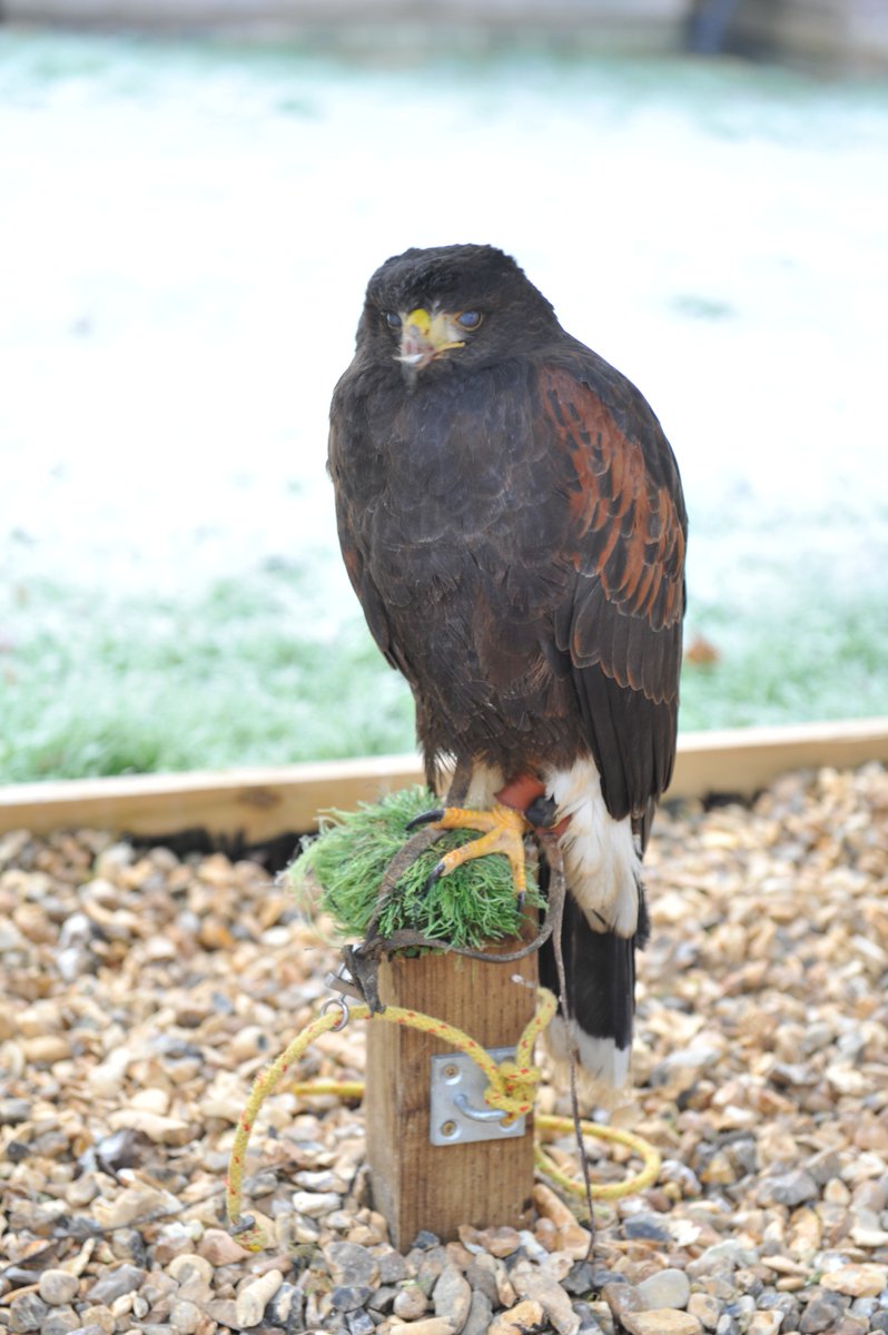PRFalconry's tweet photo. Going to @colemanortearooms tomorrow with a selection of our #birdsofprey tomorrow. Book a #dayexperience to remember #Christmaspresentideas https://t.co/IJsKjQpULr