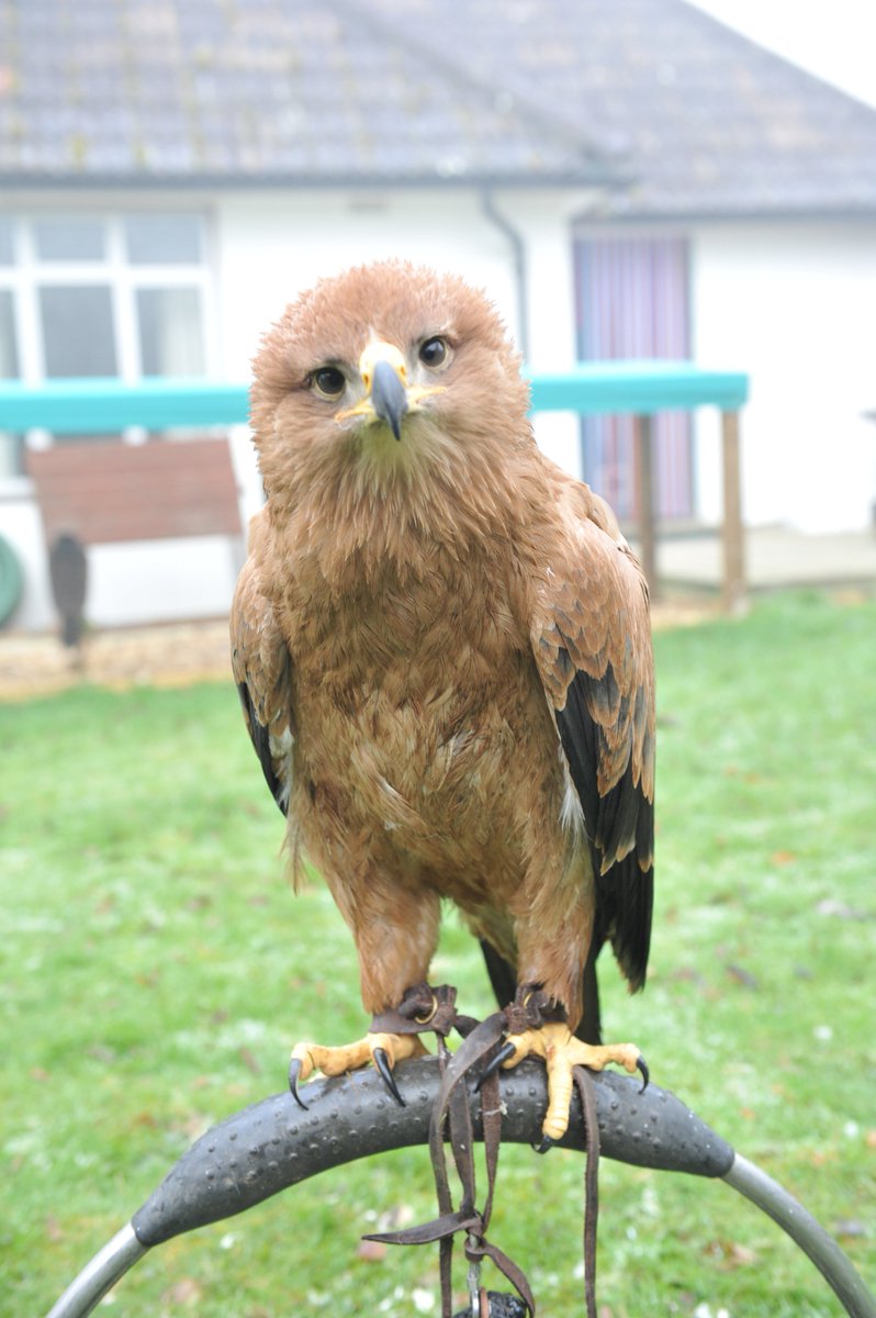 PRFalconry's tweet photo. Going to @colemanortearooms tomorrow with a selection of our #birdsofprey tomorrow. Book a #dayexperience to remember #Christmaspresentideas https://t.co/IJsKjQpULr
