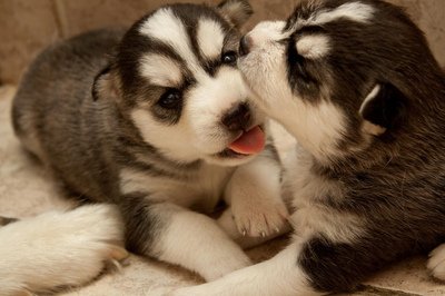 Shh, baby, come here and gimme a #kiss #Puppy #Dogs