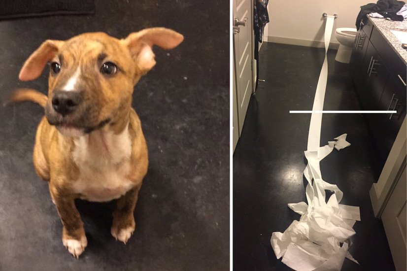 BuzzFeed's tweet photo. People are applauding this dog for trying to clean up his own pee with toilet paper https://t.co/vB3LAnOuxE https://t.co/OIqUnEcHzu