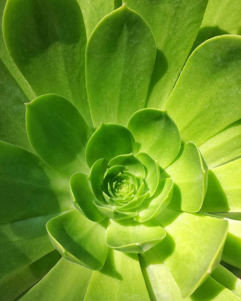 Texturologist's tweet photo. Aeonium! One of my absolute favorite succulents ever.

#aeonium #succulent #succulents #na… https://t.co/OHUHRgaSDM https://t.co/B5mKQRvkUh