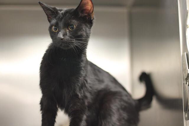 philafelines's tweet image. URGENT!! Late addition SIMON was found with a fractured leg, needs RESCUE/FOSTER from ACCT #Philly 12/2 8pm. mail lifesaving@acctphilly.org