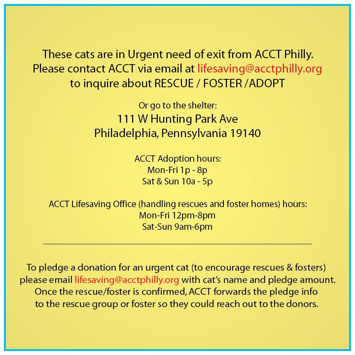 philafelines's tweet image. URGENT!! Late addition SIMON was found with a fractured leg, needs RESCUE/FOSTER from ACCT #Philly 12/2 8pm. mail lifesaving@acctphilly.org