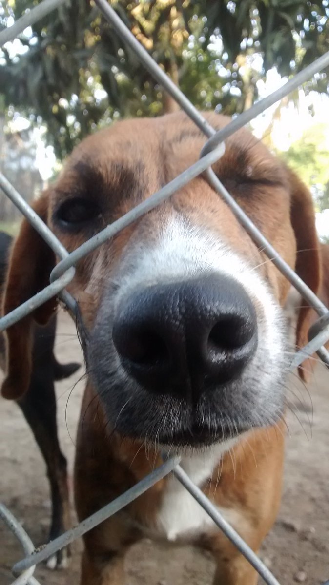 asoanimales's tweet photo. Demosle él mejor regalo de navidad que jamas hayan podido recibir a los peludos del albergue.. Un HOGAR, una FAMILIA https://t.co/PqmfJCStp1